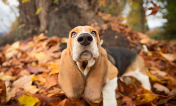 Картинка животные собаки листва