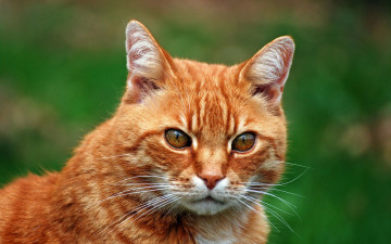 Картинка животные коты рыжий