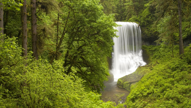 Обои картинки фото природа, водопады, водопад, лес, деревья, кусты, зелень