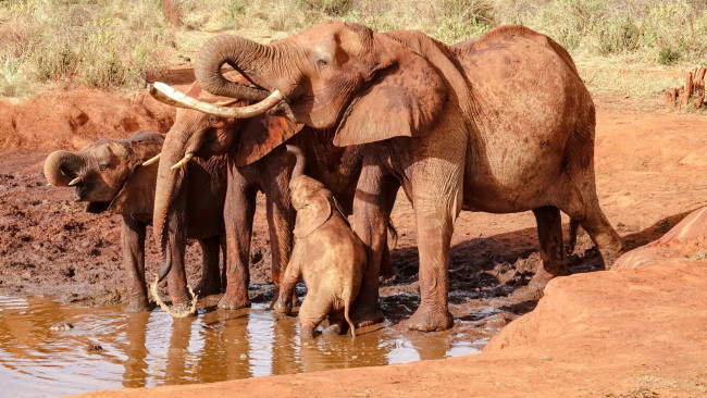 Обои картинки фото животные, слоны, вода, грязь, водопой