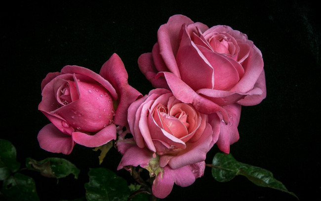 Обои картинки фото цветы, розы, флора