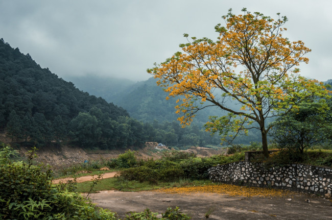 Обои картинки фото вьетнам, природа, пейзажи, деревья, холмы