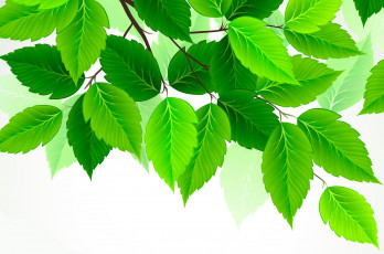 Картинка векторная+графика природа+ nature листья зеленый береза