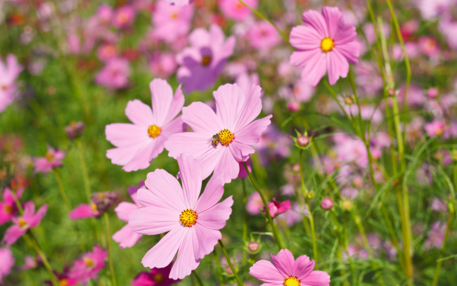Обои картинки фото цветы, космея, cosmos, colorful, луг, розовые, meadow, field, summer, поле, pink, лето, flowers