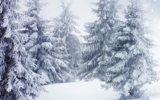 Обои картинки фото природа, зима, деревья, снег, ель
