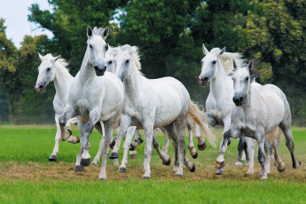 Картинка животные лошади белые табун деревья лужайка