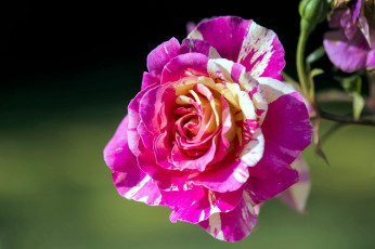 Картинка цветы розы двухцветный