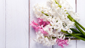 Картинка цветы гиацинты розовый белый