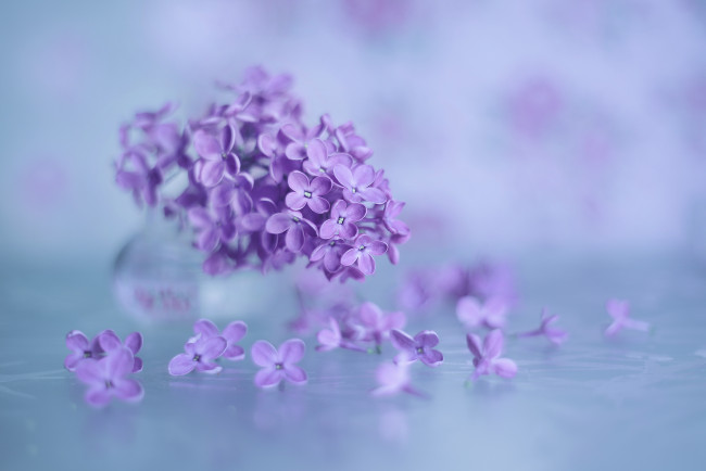 Обои картинки фото цветы, сирень, лиловый