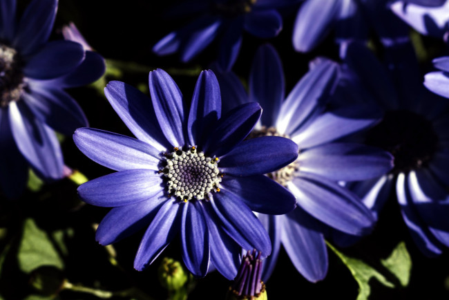 Обои картинки фото цветы, цинерария, синяя, макро