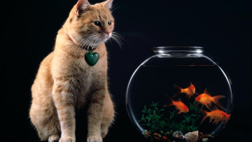 обоя животные, разные вместе, кот, сердечко, аквариум, рыбы