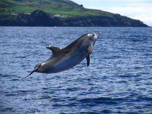 обоя delfin, животные, дельфины