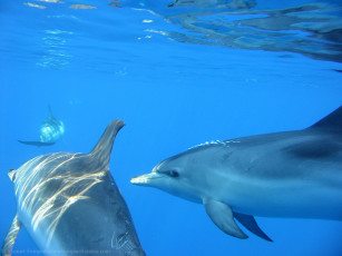 Картинка delfin животные дельфины
