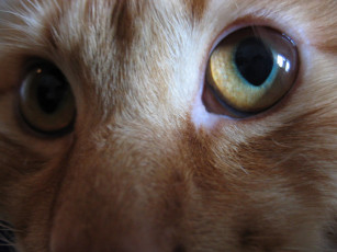 Картинка глаза животные коты