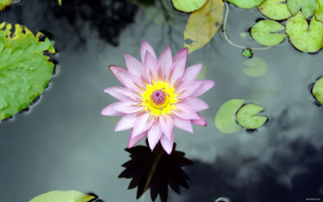Картинка flower from martinique цветы лилии водяные нимфеи кувшинки