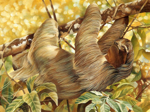 Картинка рисованные животные ленивцы ленивец