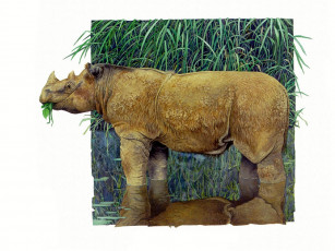 Картинка рисованные животные носороги