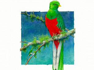 Картинка рисованные животные птицы попугаи