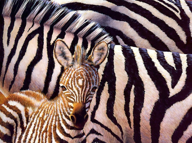 Обои картинки фото животные, зебры