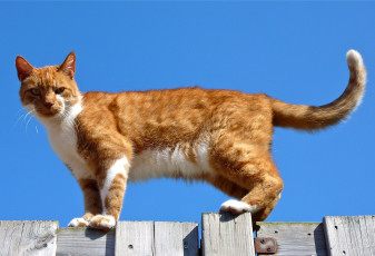 Картинка животные коты рыжий забор