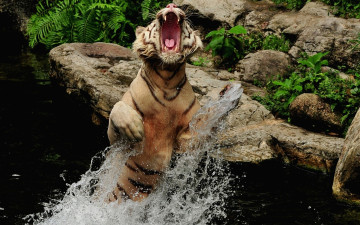 Картинка животные тигры брызги вода пасть