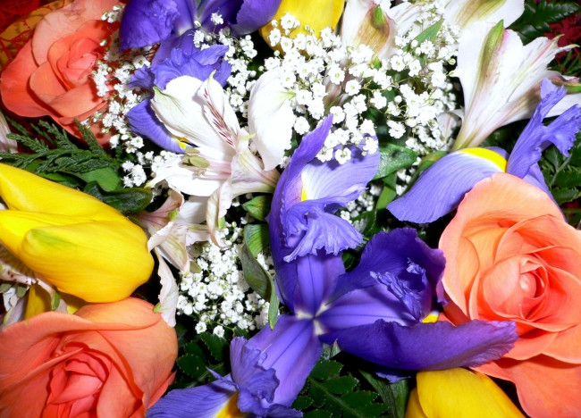 Обои картинки фото цветы, разные, вместе, ирисы, розы, тюльпаны