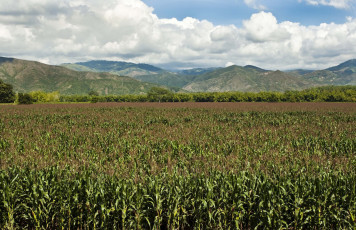 Картинка природа поля поле кукуруза