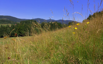 Картинка природа луга горы луг трава