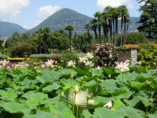 Обои картинки фото lotus, garden, ботанический, сад, виллы, таранто, италия, природа, парк