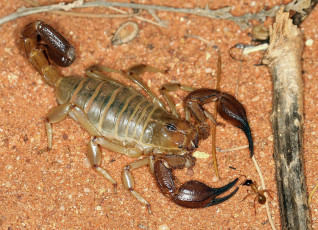 Картинка животные скорпионы скорпион