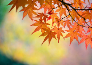 Картинка природа листья японский клен
