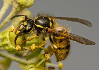 Картинка животные пчелы +осы +шмели оса цветок