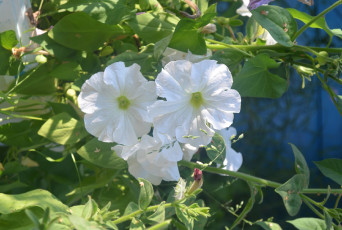 Картинка цветы петунии +калибрахоа белые