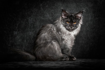 Картинка животные коты взгляд мейн-кун черный пушистый кот фон