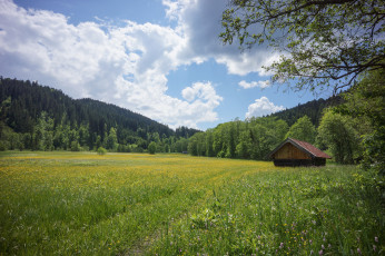 обоя природа, луга, пейзаж, поле, небо, трава, деревья