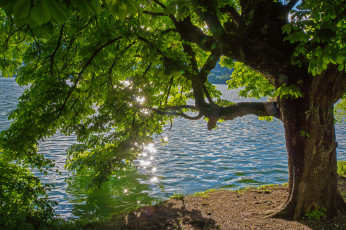 Картинка природа реки озера листья зелень каштан лето блики река дерево