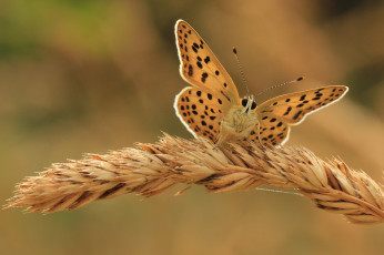 Картинка животные бабочки фон бабочка колос
