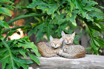 Картинка животные коты доска пара котики листья