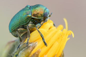 Картинка животные насекомые цветок жук