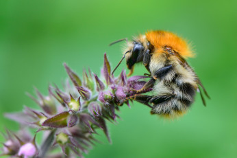Картинка животные пчелы +осы +шмели цветок шмель