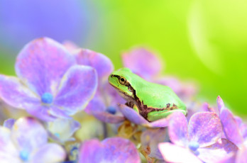 Картинка животные лягушки гортензия цветок лягушка