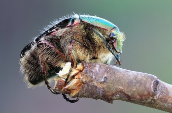 Картинка животные насекомые жук сучок
