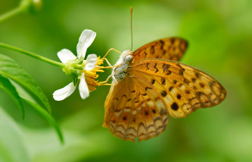 Картинка животные бабочки насекомое бабочка мотылек цветок