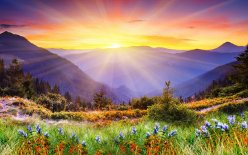 Картинка природа восходы закаты цветы пейзаж травка луг ель деревья горы