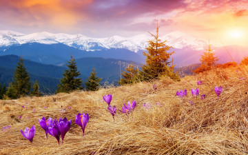 Картинка природа восходы закаты луг крокусы травка цветы пейзаж горы снег деревья ель