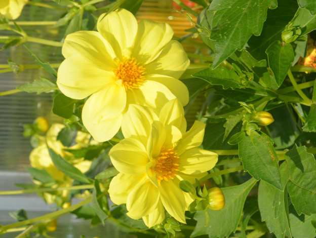 Обои картинки фото цветы, георгины, жёлтые