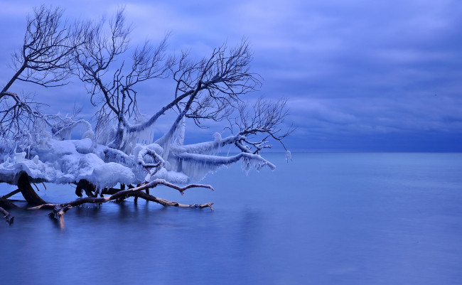 Обои картинки фото природа, зима, лед, упавшее, дерево, озеро, онтарио, уитби, канада, сосульки