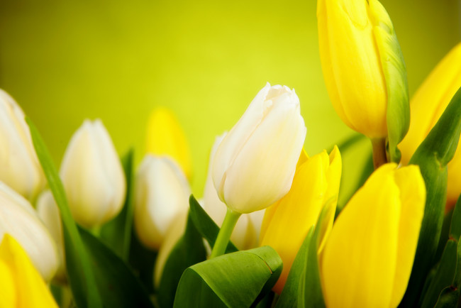 Обои картинки фото цветы, тюльпаны, листья, бутоны, желтые, белые