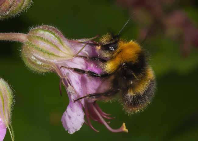 Обои картинки фото животные, пчелы,  осы,  шмели, шмель, цветок