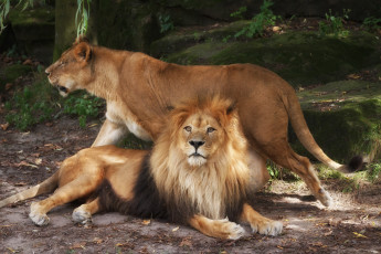 Картинка животные львы зоопарк лев львица пара